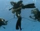 Navy divers in water