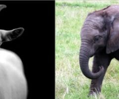 photos of goat and elephant