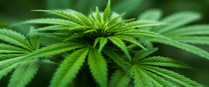 Stock photo of marijuana plant
