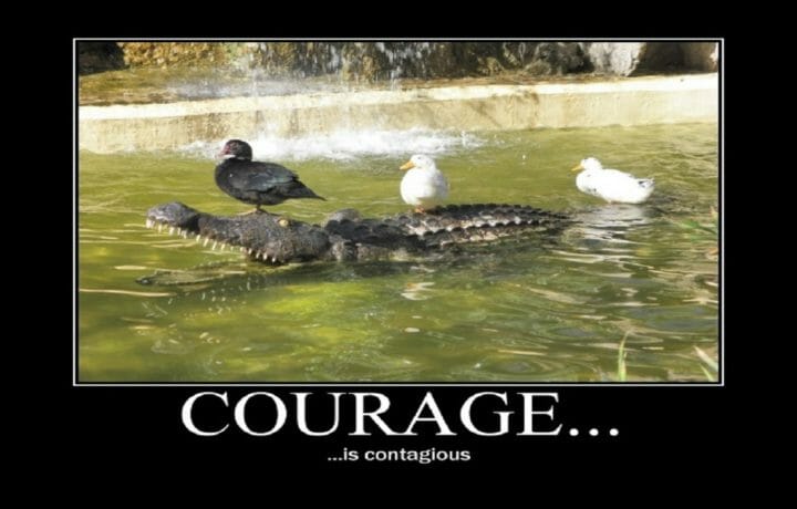 Motivational poster showing ducks standing on alligator reading courage is contagious