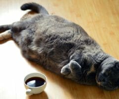 Cat laying on wooden floor next to cup of coffee