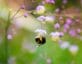 Bumble bee on purple flower