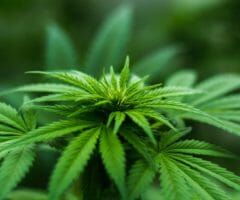 medicinal marijuana Delta-8 THC