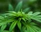 medicinal marijuana Delta-8 THC CA Cannabis Legislation