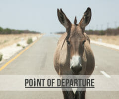 donkey anti-intellectualism