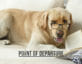 career advice dogs